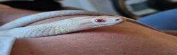 Corn Snake reptiles for sale: Male Adult Ghost Corn Snake 4 Years Old in Exeter - Advert 12