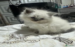 Ragdoll cats for sale: 5 beautiful fluffy blue eye ragdoll kitten  - Image 2