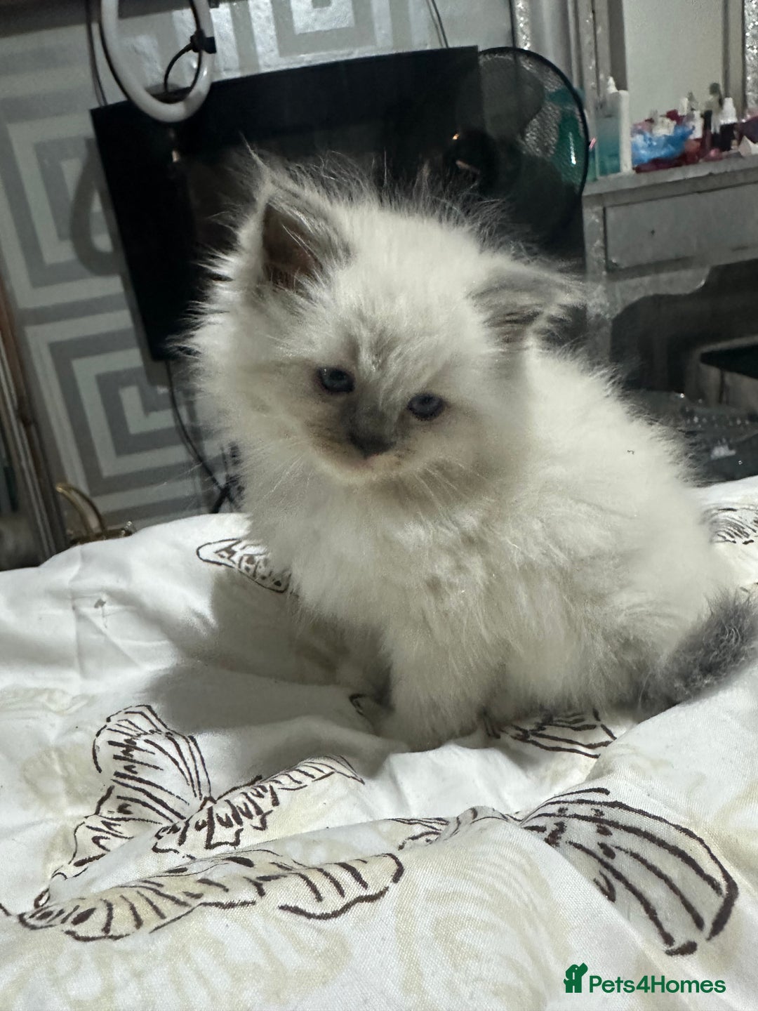 Ragdoll cats for sale: 5 beautiful fluffy blue eye ragdoll kitten  - Image 2