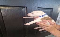American Bulldog dogs for sale: American  bulldog  pups - Image 33