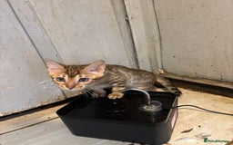 Bengal cats for sale: Registered bengal kittens - Image 6