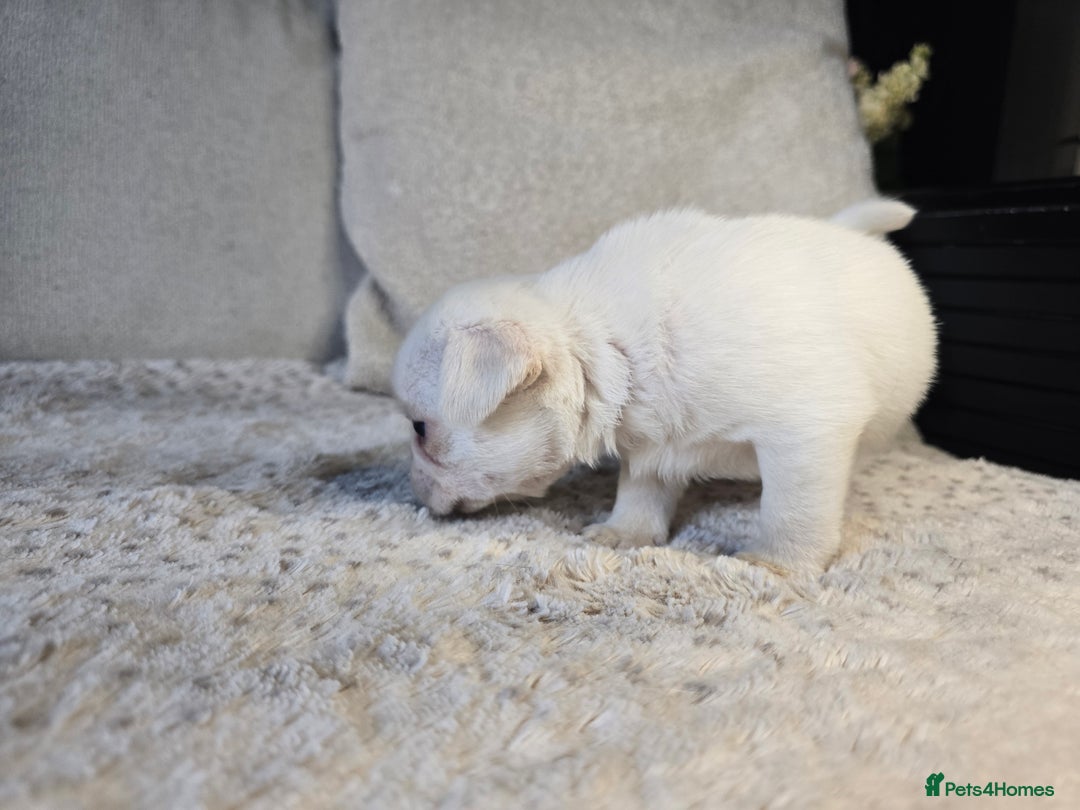 Pug dogs for sale: Beautiful Pug Puppies  - Advert 23