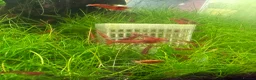 Shrimps fish for sale: Red cherry shrimp - Advert 2