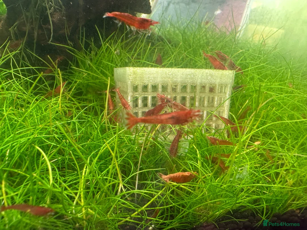 Shrimps fish for sale: Red cherry shrimp - Advert 2