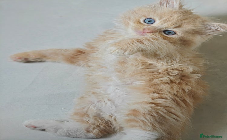 Ragdoll cats - Advert 1