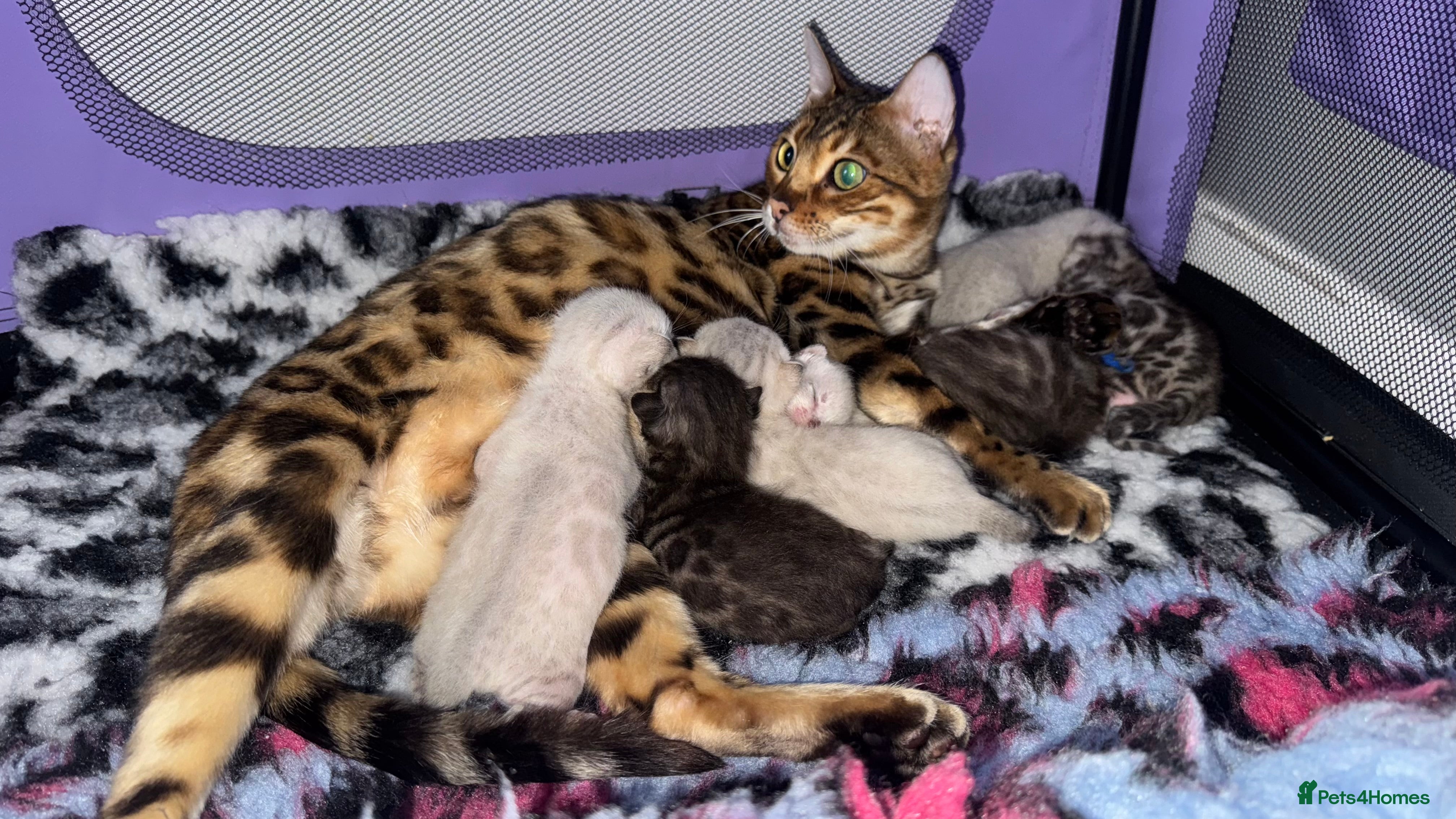 Bengal cats 🏆Show winning parents. 7 Stunning Bengal Babies💯 - Advert 3