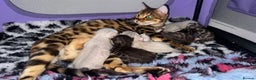 Bengal cats for sale: 🏆Show winning parents. 7 Stunning Bengal Babies💯 - Advert 1