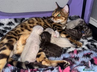 Bengal cats 🏆Show winning parents. 7 Stunning Bengal Babies💯 - Advert 5