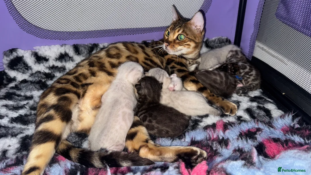 Bengal cats for sale: 🏆Show winning parents. 7 Stunning Bengal Babies💯 - Advert 1
