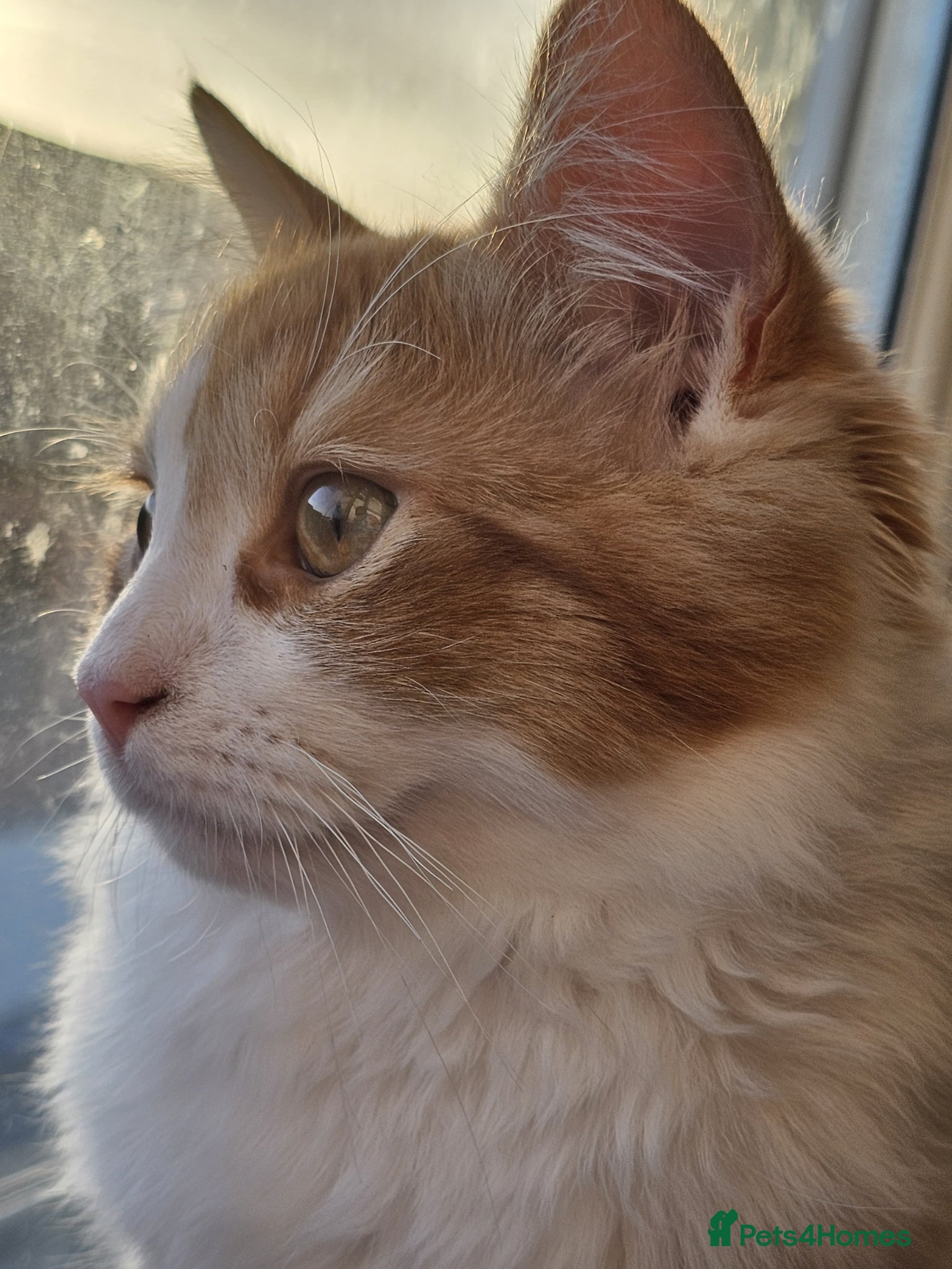 Persian cats Persian cats Male and Female - Advert 2