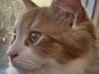 Persian cats Persian cats Male and Female - Advert 12