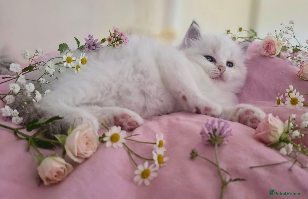 Ragdoll cats Exceptional Tica Registered Ragdoll Kittens - Advert 6