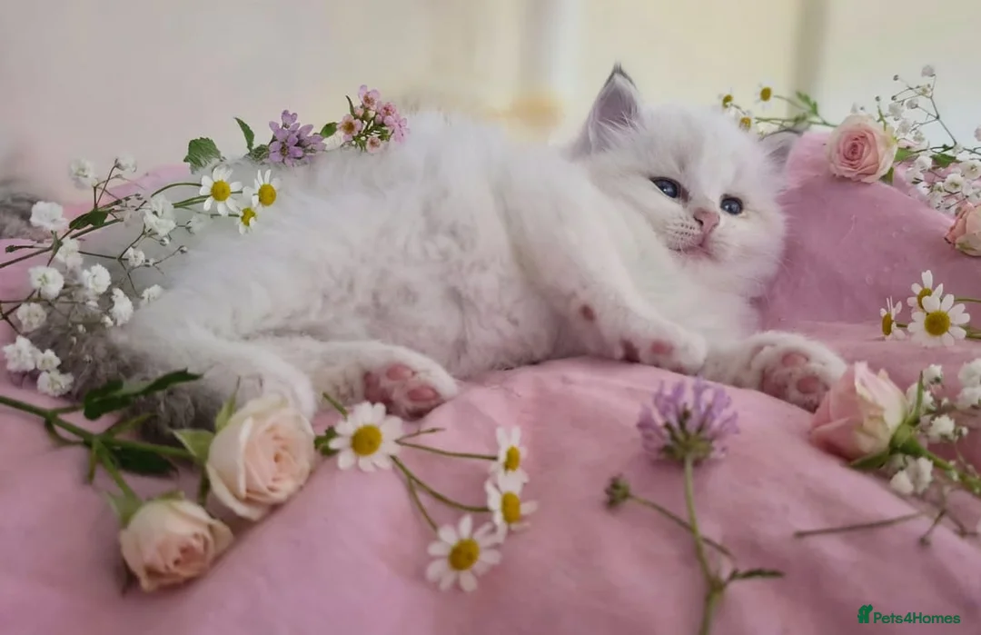 Ragdoll cats for sale: Exceptional Tica Registered Ragdoll Kittens - Advert 1