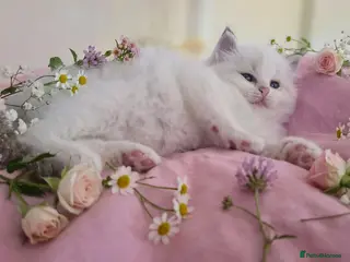 Ragdoll cats Exceptional Tica Registered Ragdoll Kittens - Advert 2