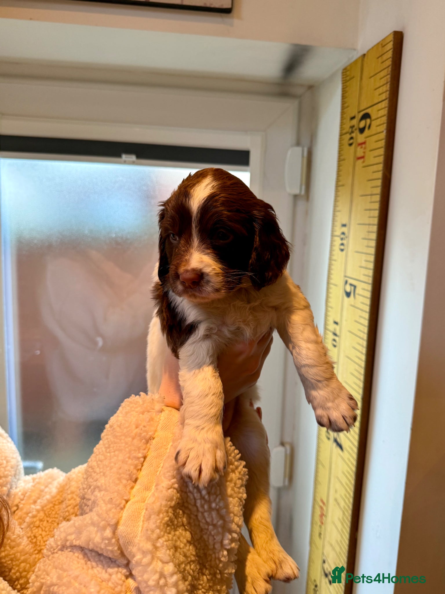 English Springer Spaniel dogs English springer Spanial  - Advert 10