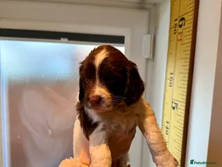English Springer Spaniel dogs English springer Spanial - Advert 10