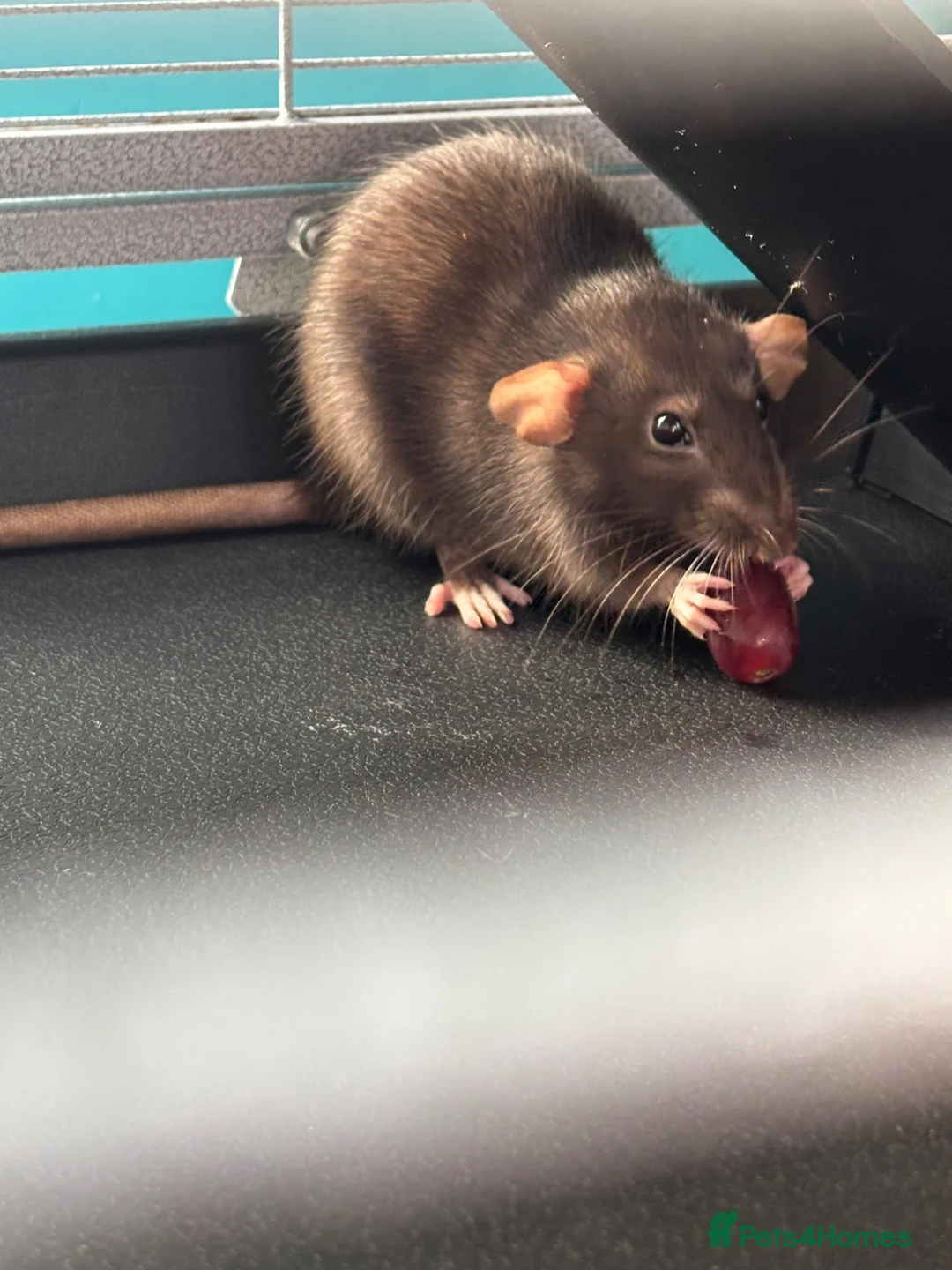 Rat rodents for sale: Two female fancy rats and their whole setup  - Advert 2