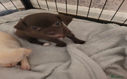 Chihuahua dogs for sale: Chihuahua puppies for sale - Image 2