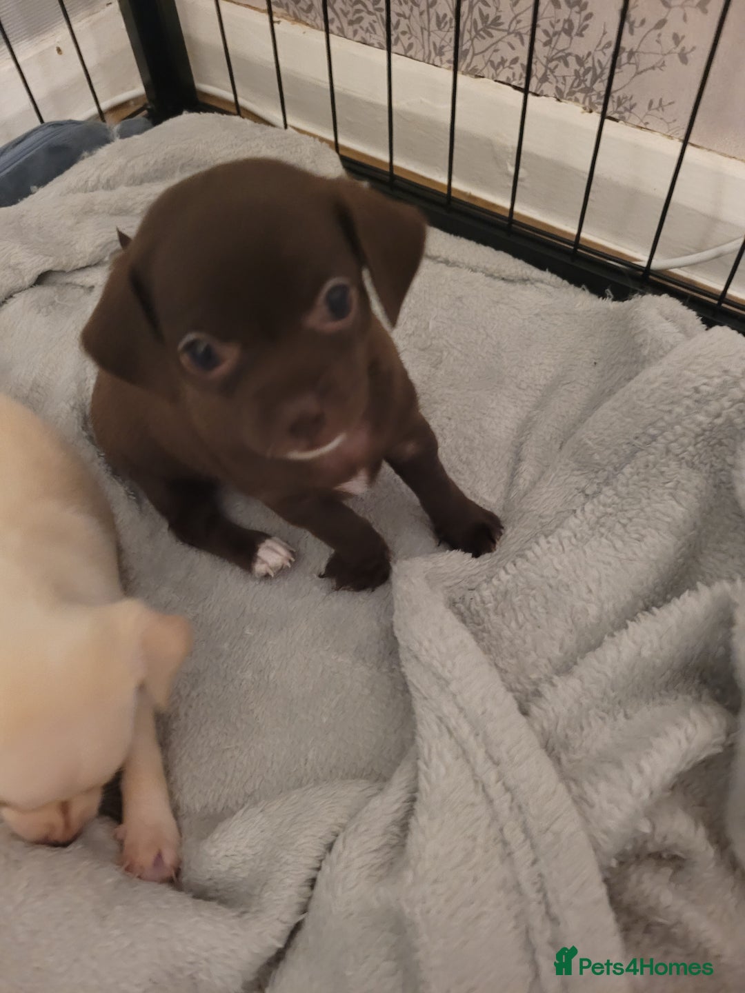 Chihuahua dogs for sale: Chihuahua puppies for sale - Image 2
