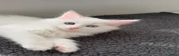 Turkish Angora cats for sale: Cute Turkish Angora x British Shorthair Kitten - Advert 16