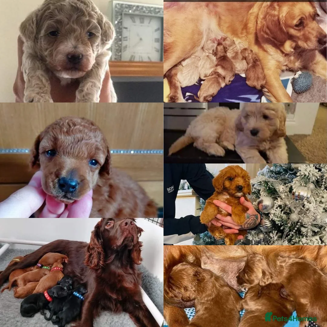 Poochon dogs for stud: KC RED TOY POODLE STUD - Advert 14