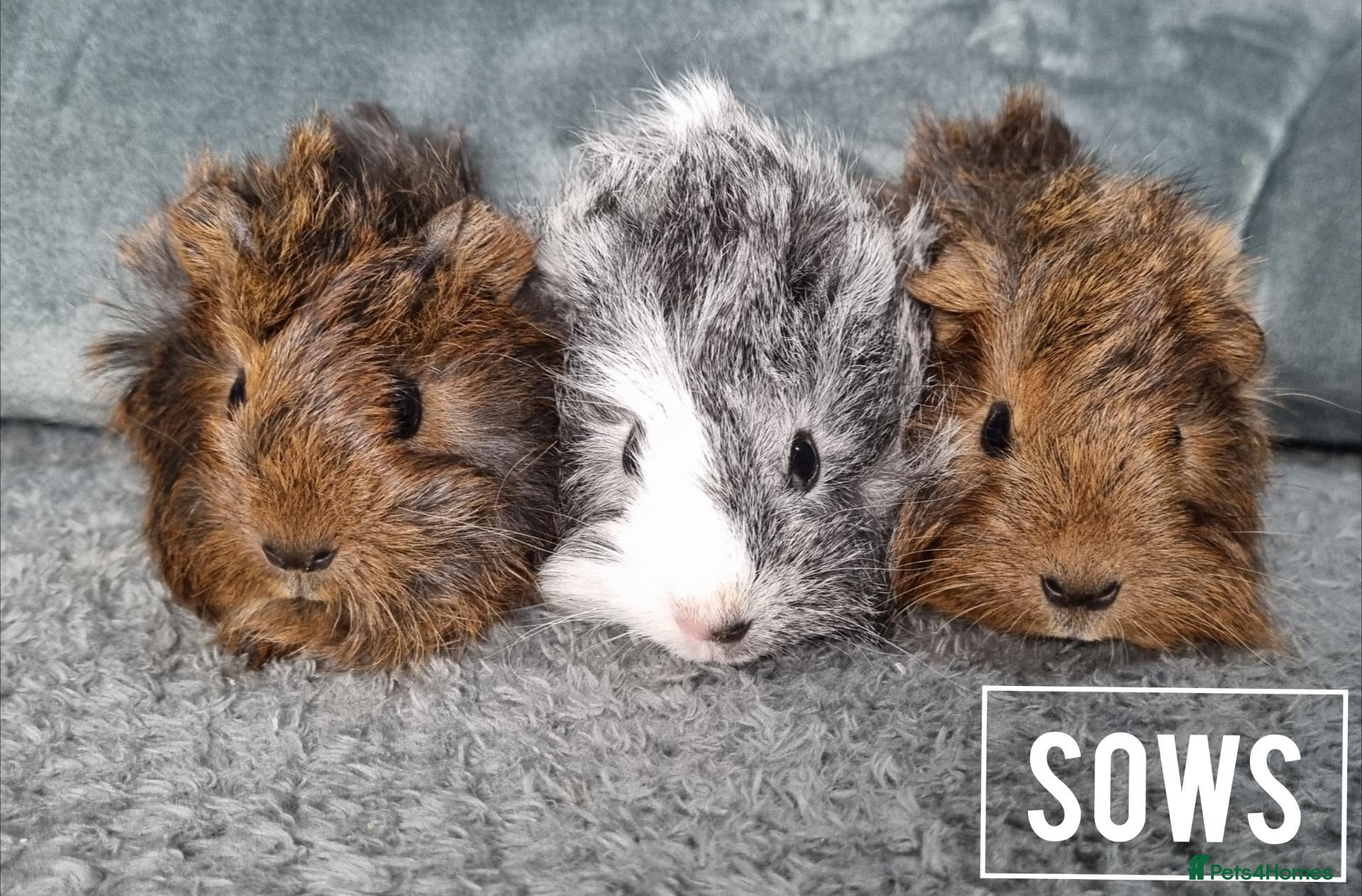 Guinea Pig rodents Adorable Baby Guinea Pigs - Advert 11