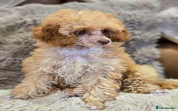 Toy Poodle dogs for sale: KC Reg stunning tiny Choc Apricot Girl Toy Poodle - Image 1