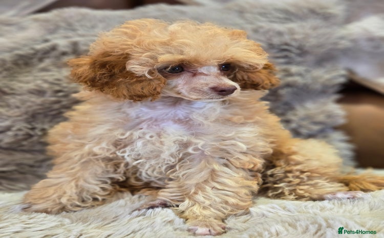 Toy Poodle dogs - Advert 3