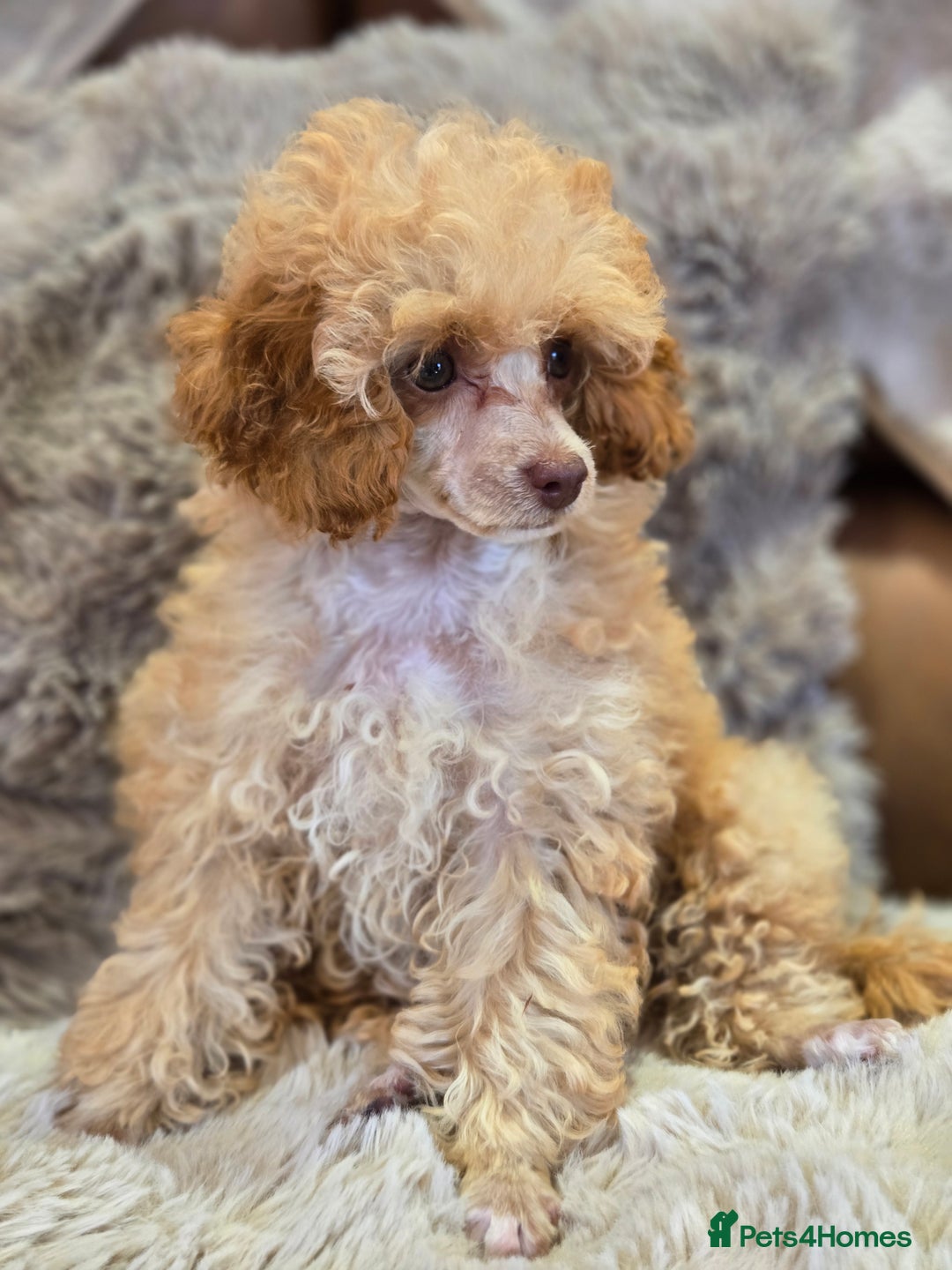 Toy Poodle dogs for sale: KC Reg stunning tiny Choc Apricot Girl Toy Poodle - Image 1