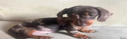 Miniature Dachshund dogs for sale: 4 miniature dachshunds - Advert 20