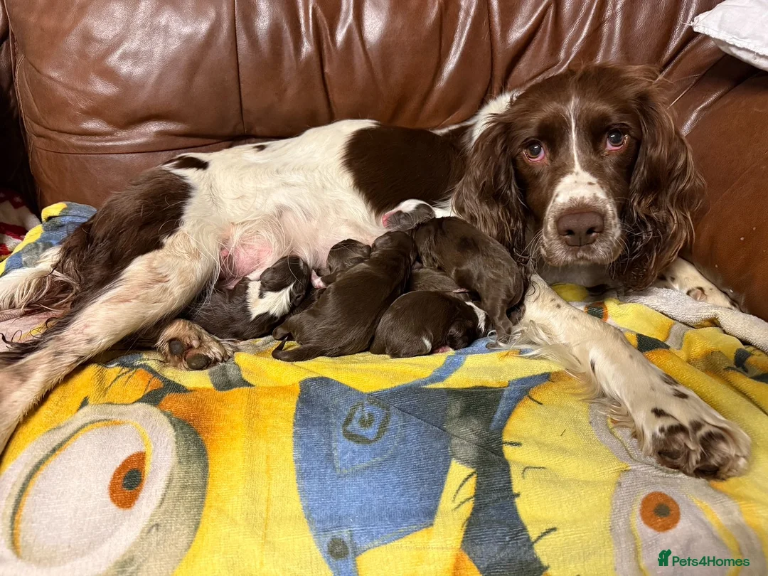 English Springer Spaniel dogs for sale: Springer Spaniel Puppies  - Advert 1