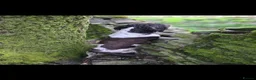 English Springer Spaniel dogs for stud: ENGLISH SPRINGER STUD - DNA HEALTH TESTED  - Advert 4