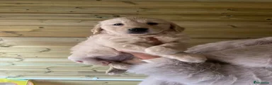 Golden Retriever 2
