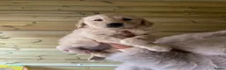 Golden Retriever dogs for sale: Stunning golden retriever puppies - Advert 7