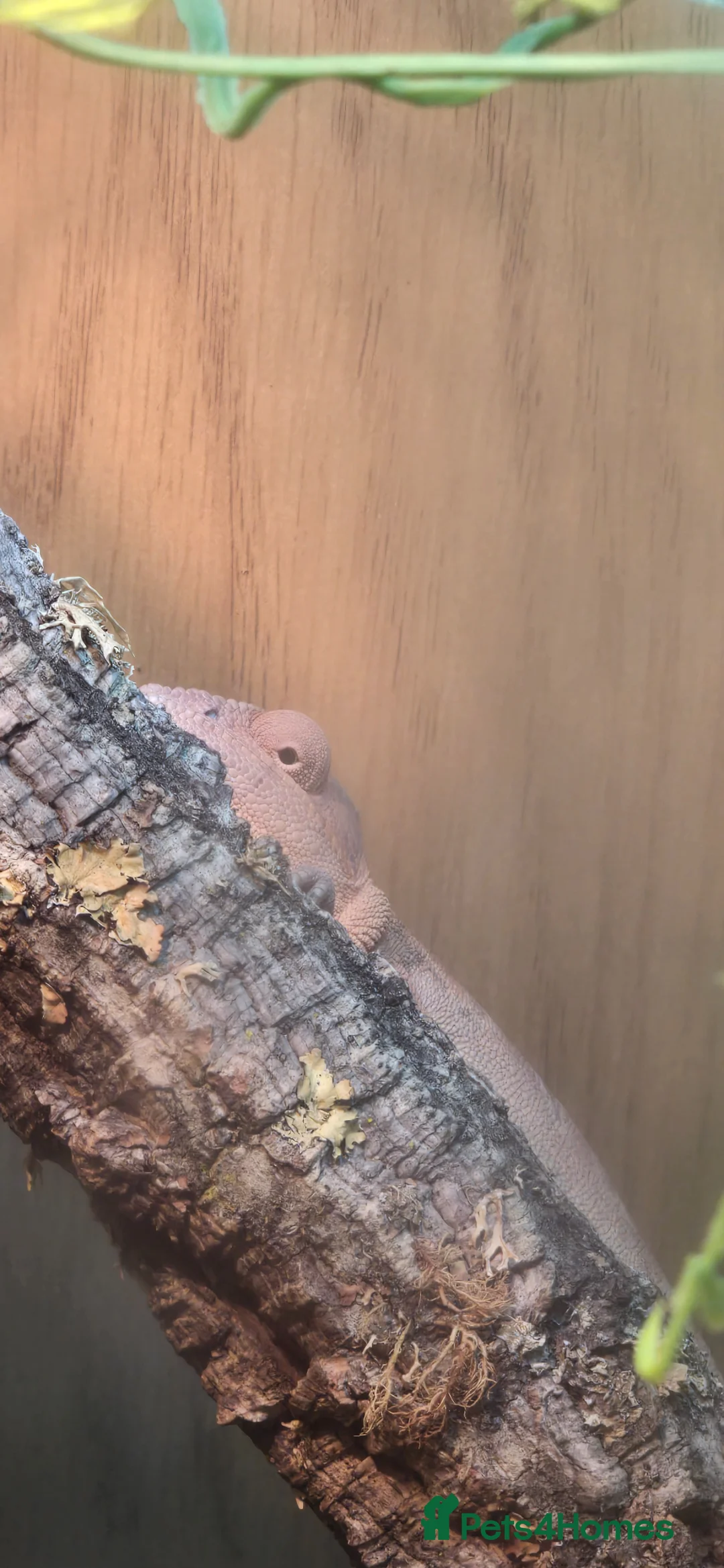 Chameleon reptiles for sale: Female panther chameleon in Rushden - Advert 5