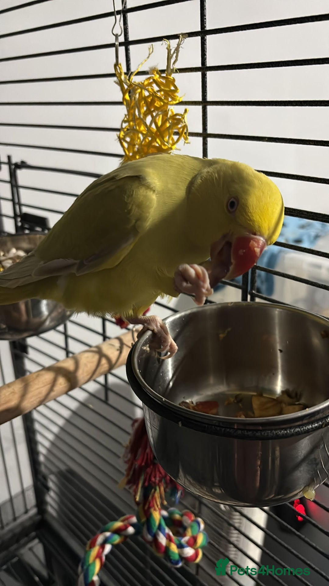 Ringnecks birds for sale: Ringneck for sale - Advert 3