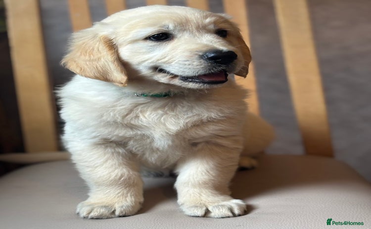 Golden Retriever dogs - Advert 2