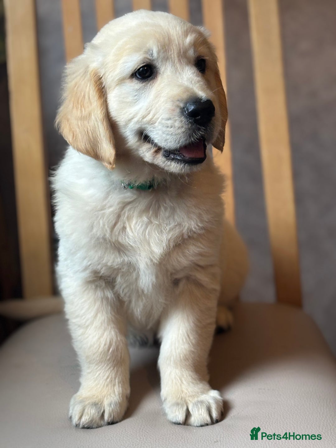 Golden Retriever dogs for sale: Champion line KC reg Golden Retriever pups - Image 1