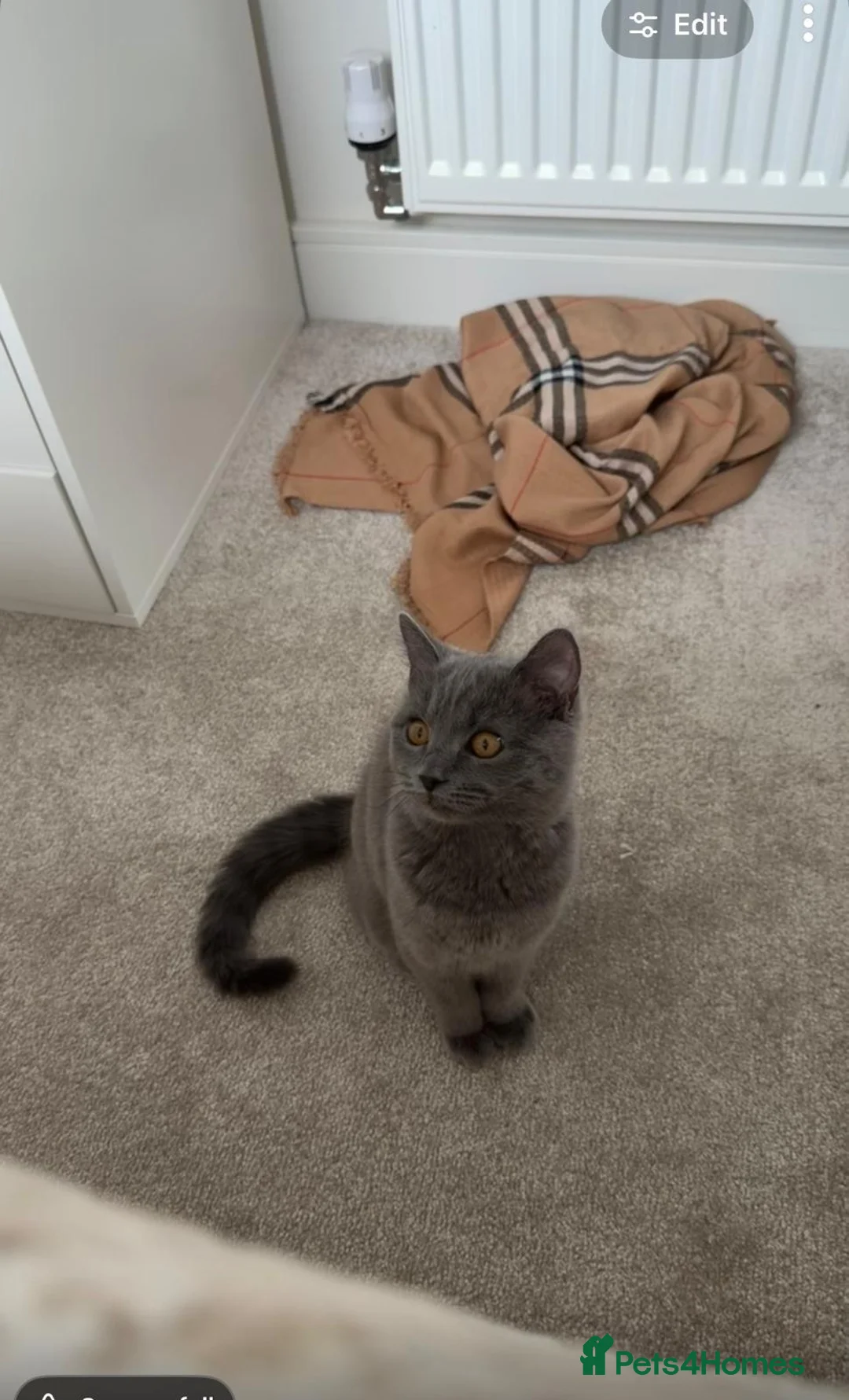 British Shorthair cats for sale: Female British short hair kitten for sale  in Cleckheaton - Advert 6