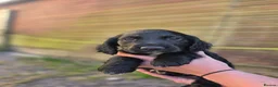 Sprocker dogs for sale: Gorgeous sprocker puppies  - Advert 13