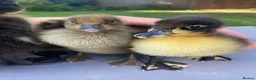 Ducks poultry for sale: Indian Runner Duck Hatching Eggs and Ducklings - Advert 7