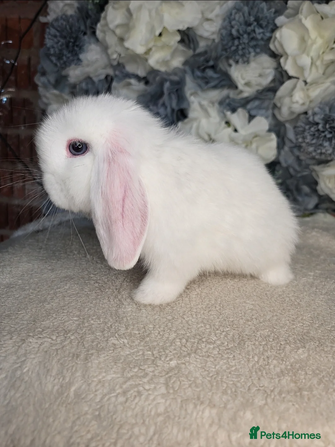 Mini Lop rabbits for sale: Re-available ready to leave now mini lop buck 🖤 - Advert 4