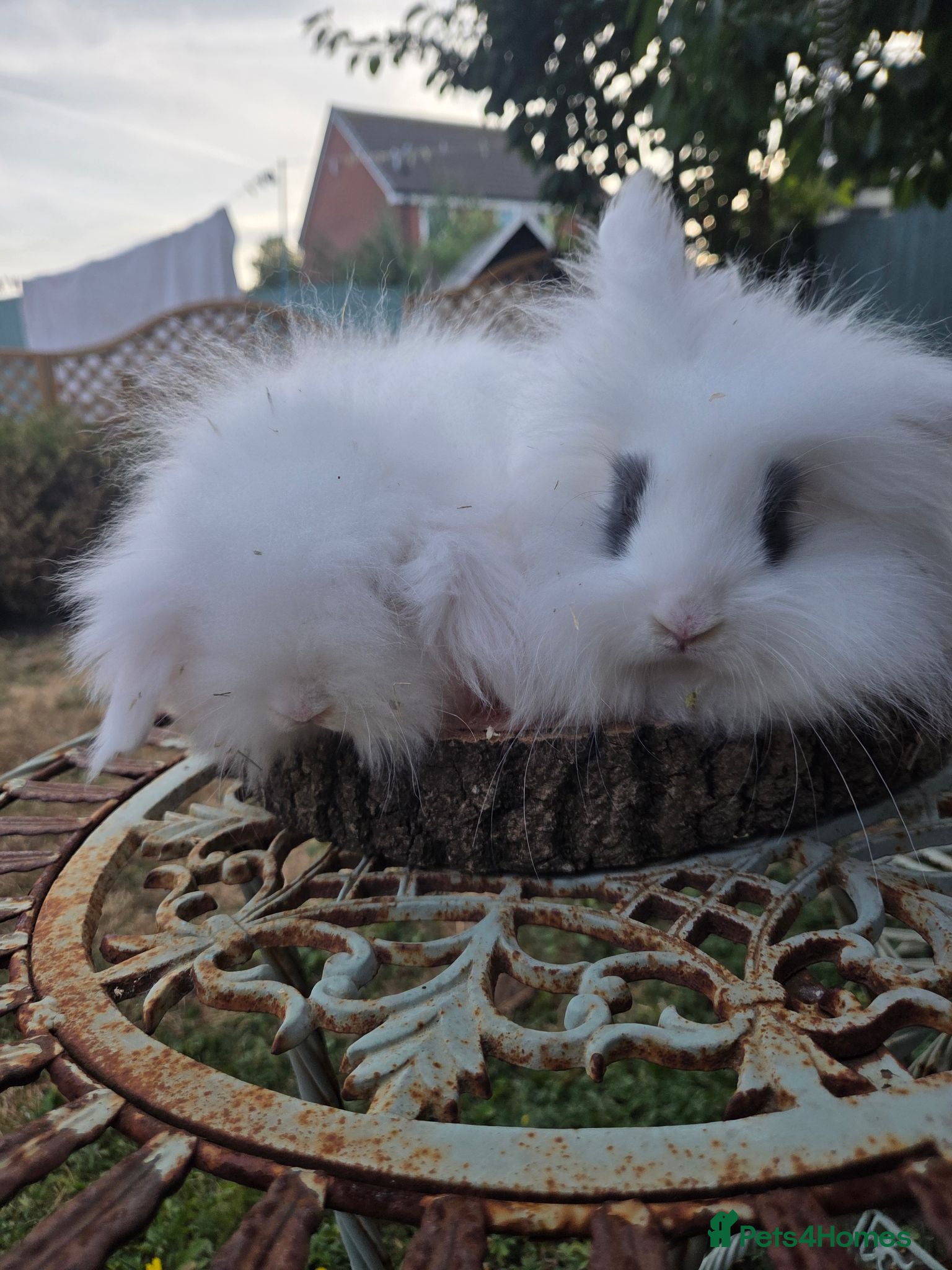 Angora rabbits  Super fluffy  babys ready now can deliver  - Advert 2