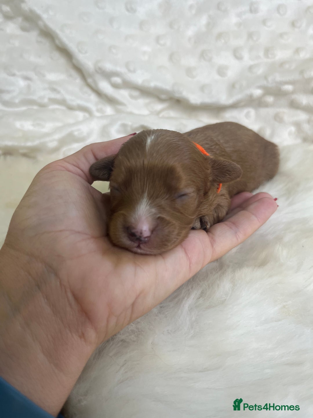 Cavapoo dogs for sale: Top Class Extensively tested F1b Toy Cavapoo pups - Image 13