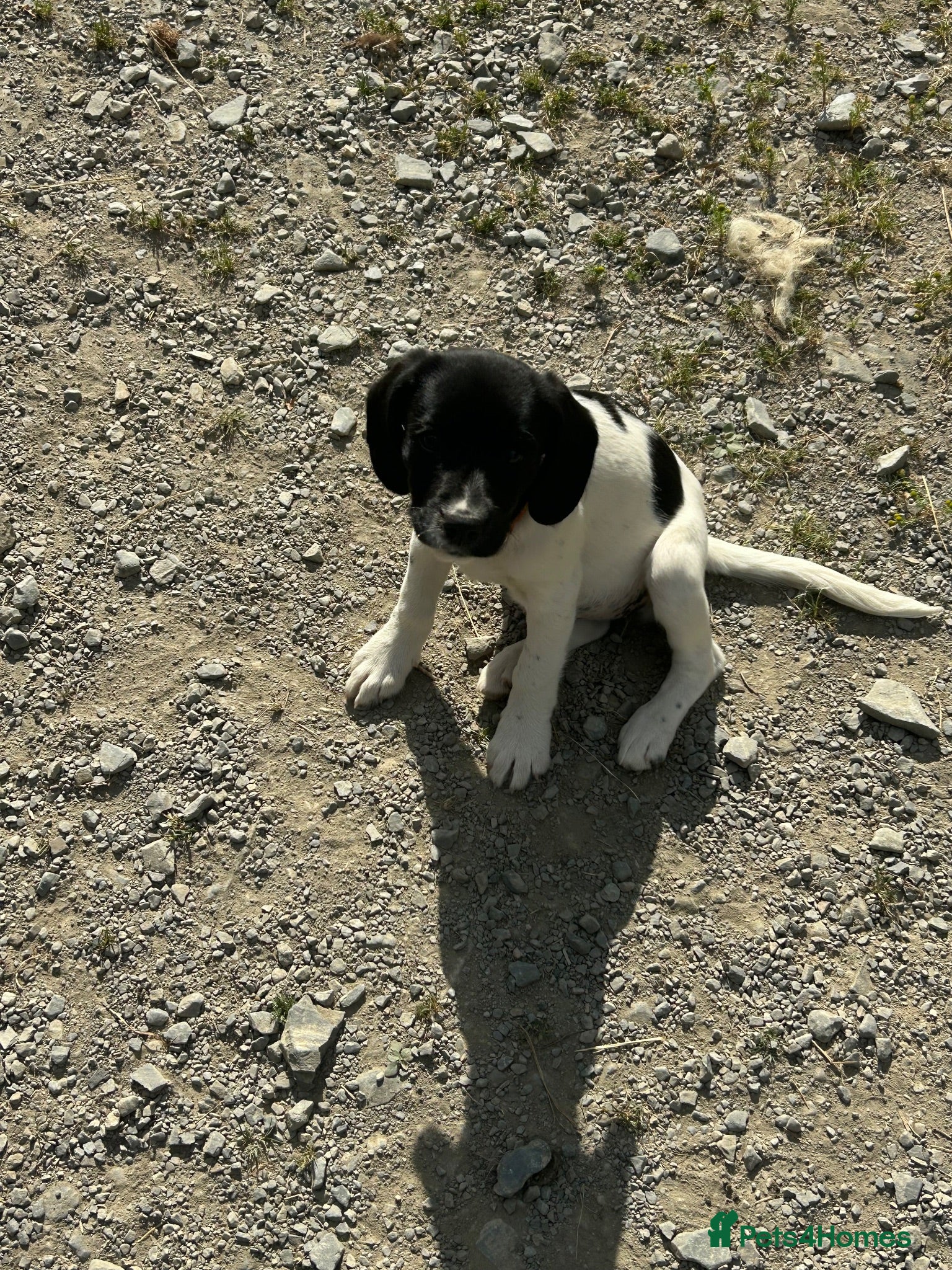 Sprollie dogs Gorgeous Sprollie puppies - Advert 2