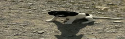 Sprollie dogs for sale: Gorgeous Sprollie puppies - Advert 11
