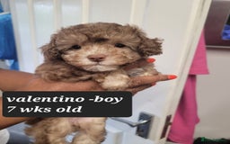 Toy Poodle dogs for sale: Asian toy poodle  - Image 7