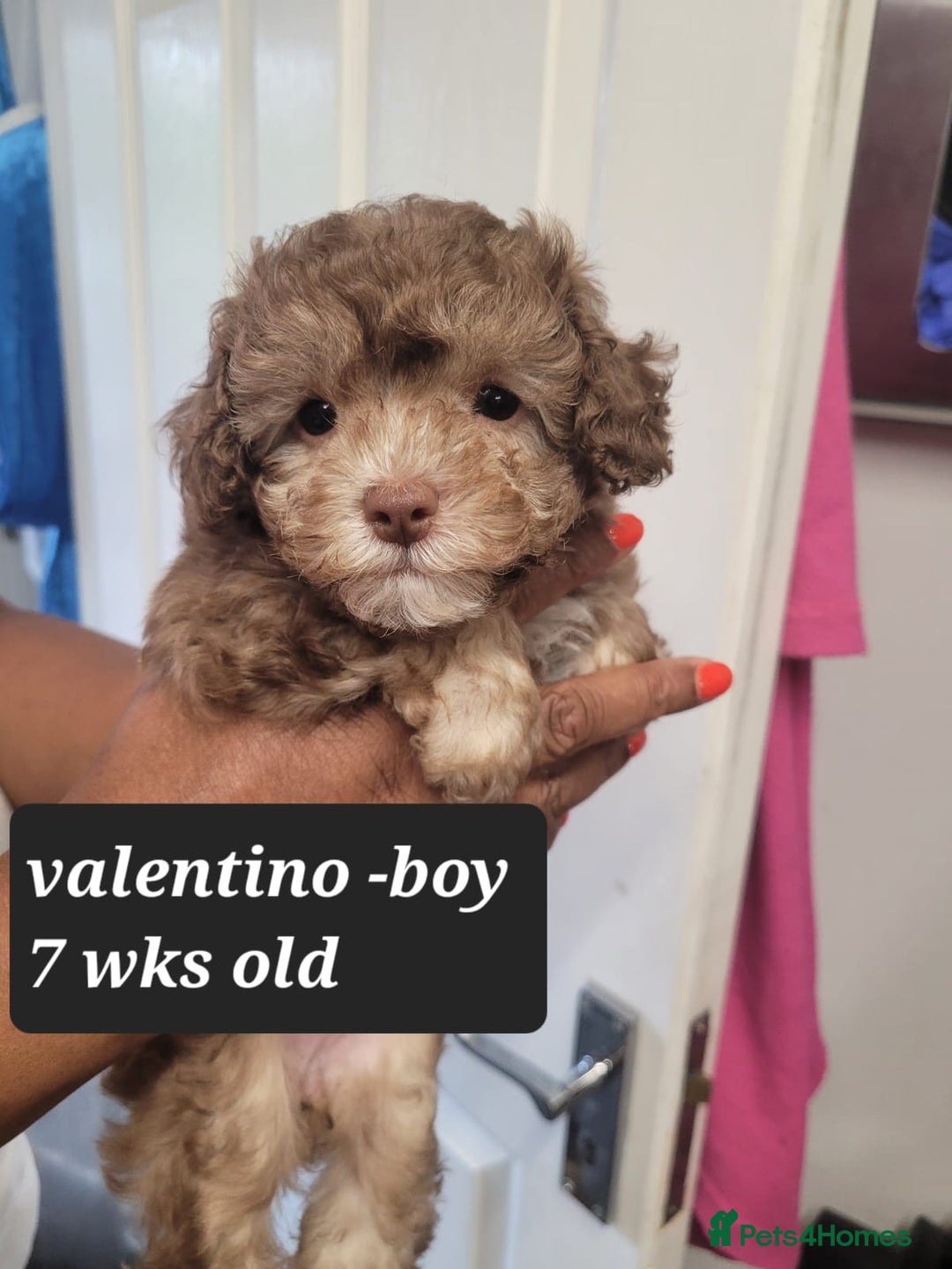 Toy Poodle dogs for sale: Asian toy poodle  - Image 7