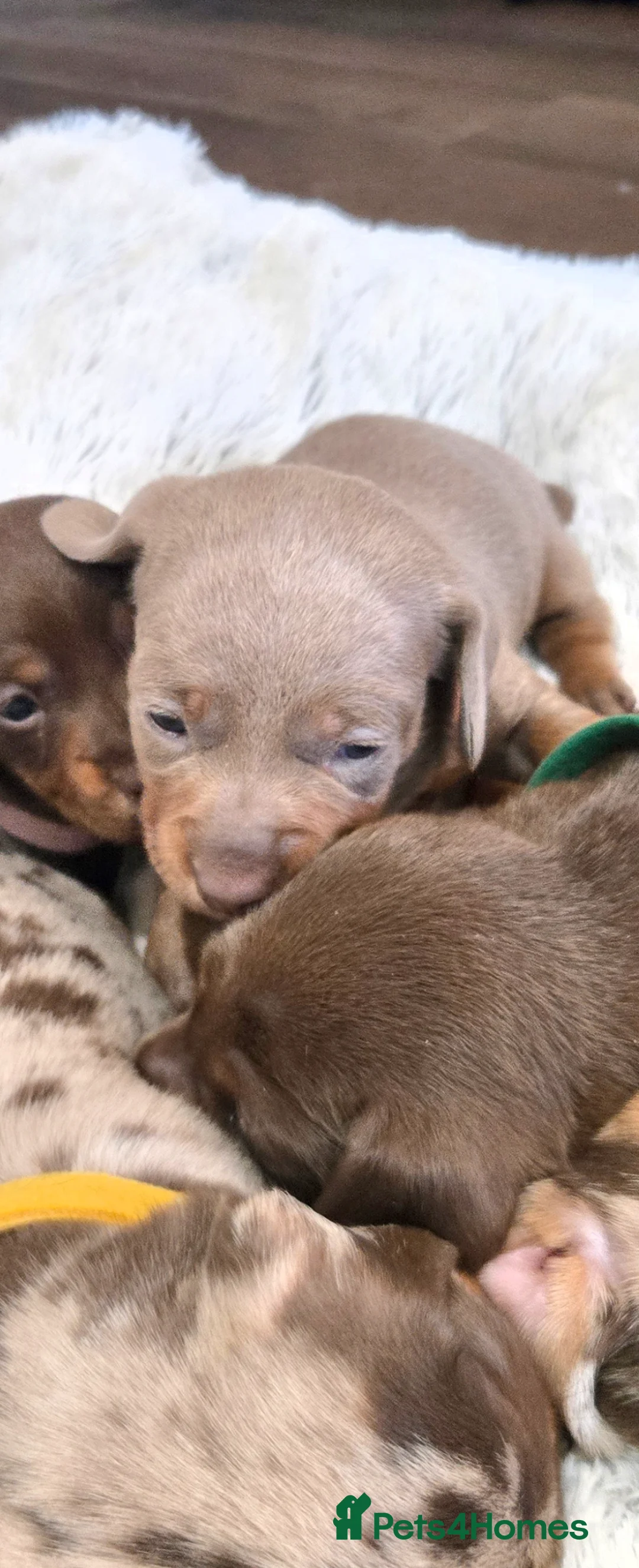 Miniature Dachshund dogs for sale: Miniature Dachshund Puppies (smooth haired) - Advert 7