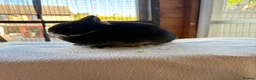 Netherland Dwarf rabbits for sale: Breeding Netherland dwarfs  - Advert 8